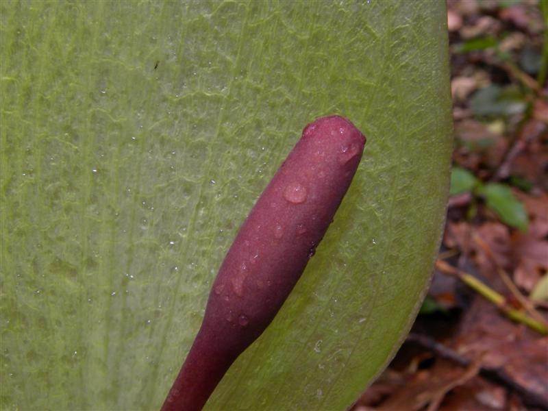 Arum italicum